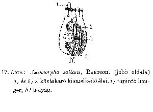 Bartsch, S (1877): Királyi Magyar Természettudományi Társulat megbizásából  
